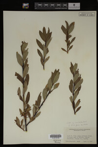 Image Associated With the Occurrence