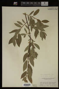 Salix monticola image