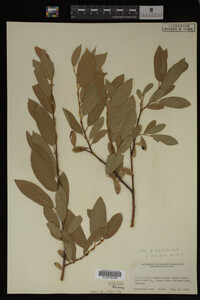 Salix monticola image