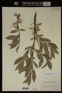 Salix monticola image