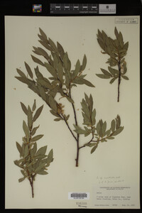 Image Associated With the Occurrence