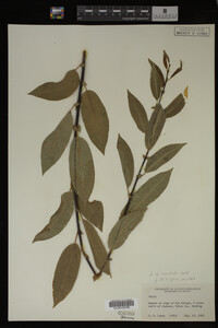 Image Associated With the Occurrence