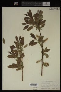 Image Associated With the Occurrence