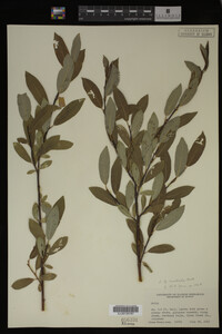 Salix monticola image
