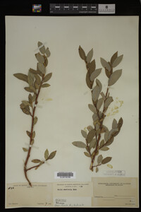 Salix monticola image