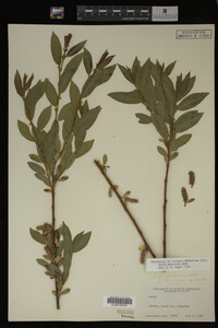 Salix monticola image