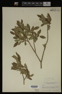 Salix monticola image