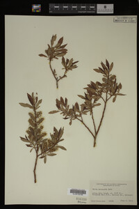 Salix monticola image