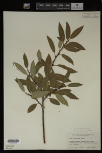 Image Associated With the Occurrence