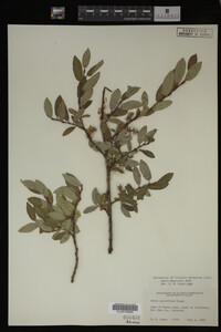Image Associated With the Occurrence