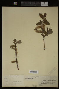 Salix monticola image