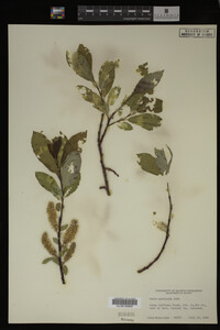 Image Associated With the Occurrence