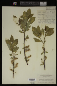 Salix monticola image