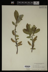 Image Associated With the Occurrence