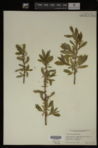 Image Associated With the Occurrence