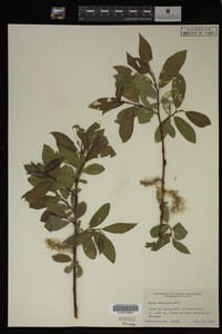 Salix monticola image