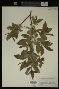 Image Associated With the Occurrence