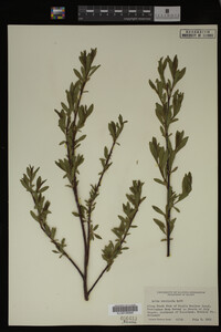Salix monticola image