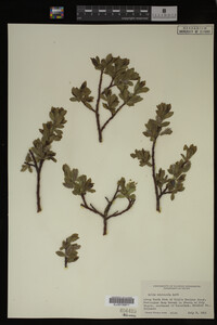 Image Associated With the Occurrence