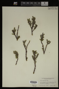 Salix monticola image