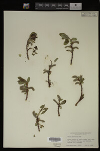 Salix monticola image