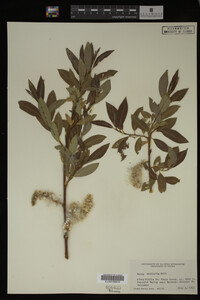 Salix monticola image