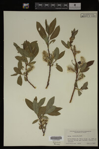 Salix monticola image