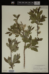Salix monticola image