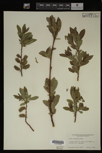 Image Associated With the Occurrence