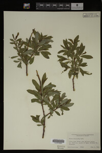Salix monticola image