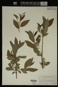 Image Associated With the Occurrence