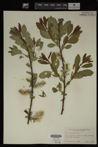 Image Associated With the Occurrence