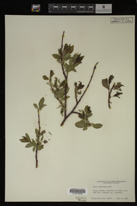 Salix monticola image
