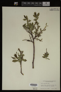 Salix monticola image