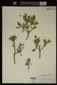 Salix monticola image