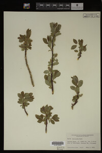 Salix monticola image