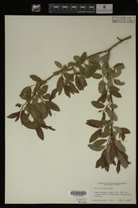Image Associated With the Occurrence
