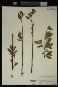 Image Associated With the Occurrence