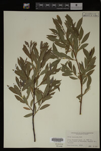Image Associated With the Occurrence