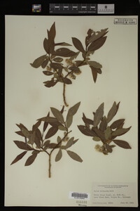 Salix monticola image