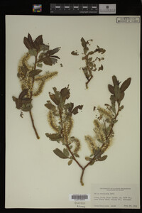 Image Associated With the Occurrence