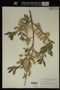 Salix monticola image