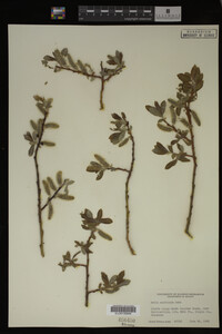 Salix monticola image
