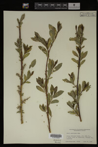 Salix monticola image