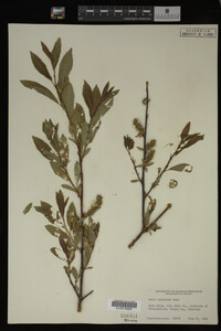 Salix monticola image
