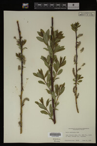 Salix monticola image