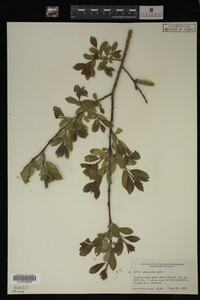 Salix monticola image
