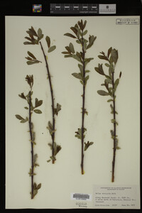 Image Associated With the Occurrence