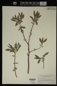 Salix monticola image