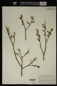 Salix monticola image